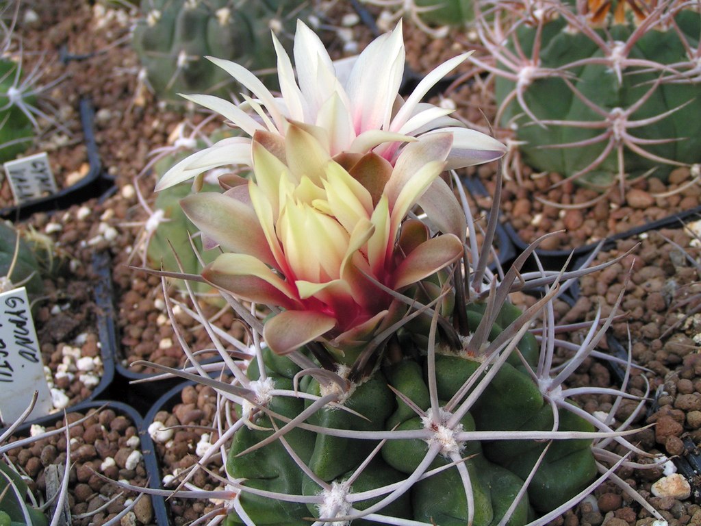 Gymnocalycium mostii FR438 hrubotrnne